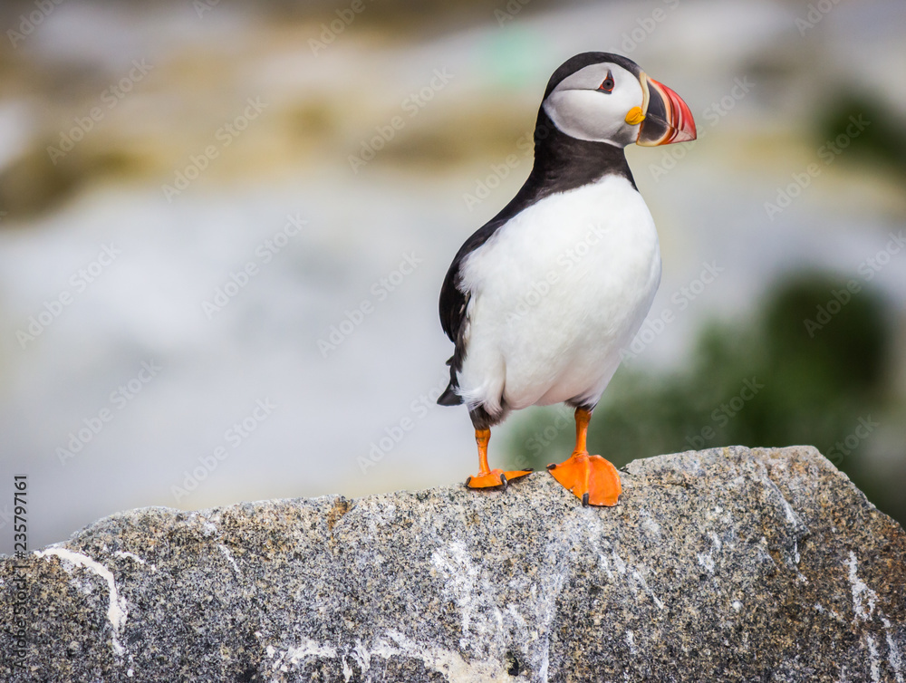 Fototapeta premium Puffins