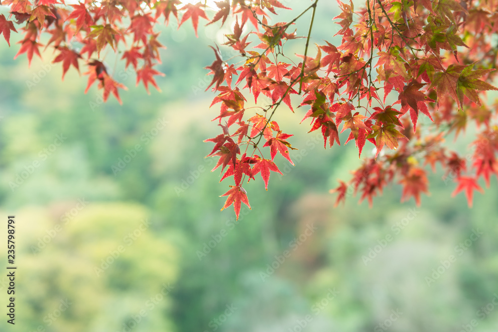 blurred maple leaves in autumn season with copy space for text. blurred maple leaves in autumn season with copy space for text.