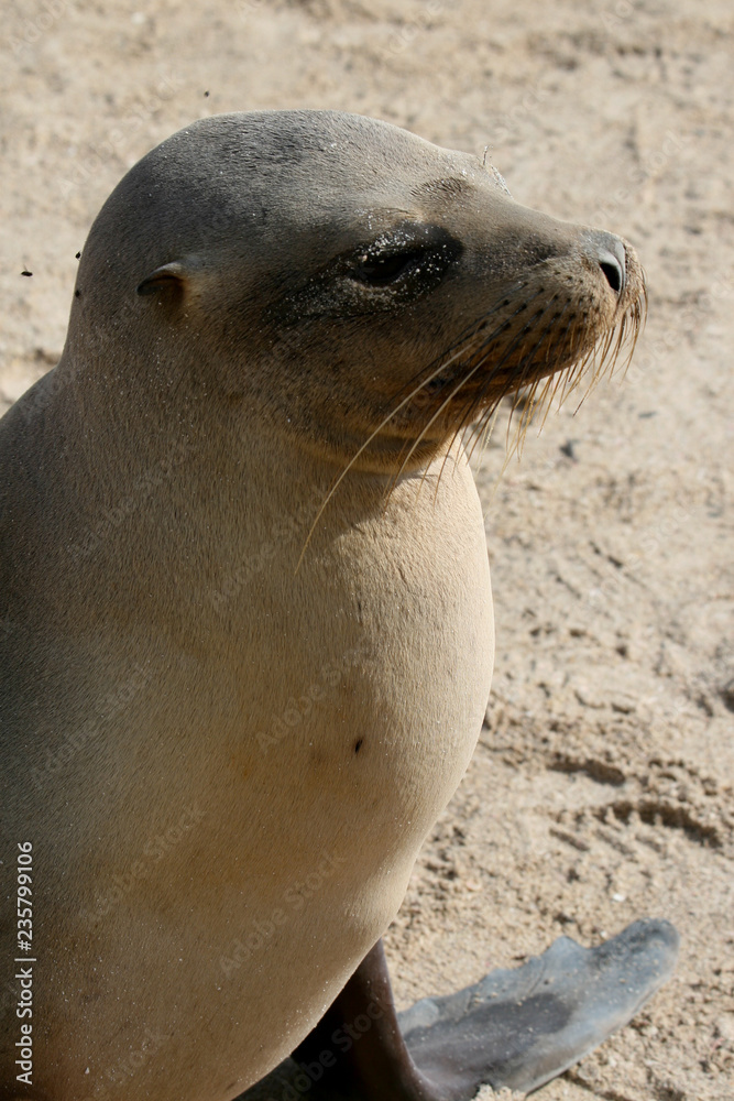 Fototapeta premium Seal on the beach of Espanola Island, Galapagos Islands