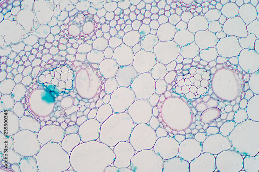 Cross sections of plant stem under microscope view. Stock Photo | Adobe ...