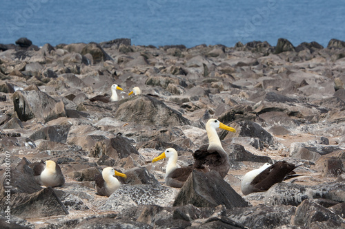 Albatross Nesting on Espanola Island, Galapagos Islands