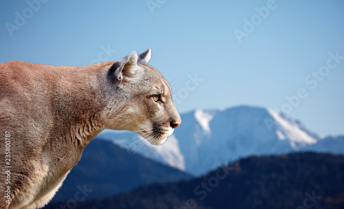 Portrait of Beautiful Puma. Cougar, mountain lion, puma, panther, striking pose, scene in the mountains, wildlife America