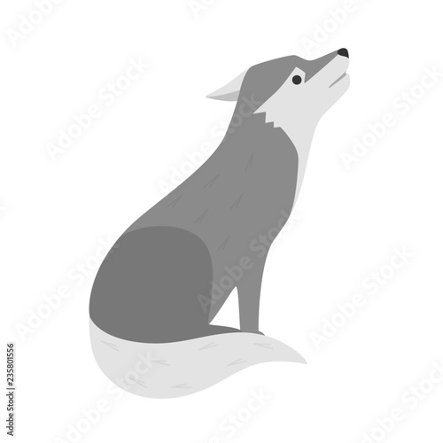 Wolf wild animal from the forest