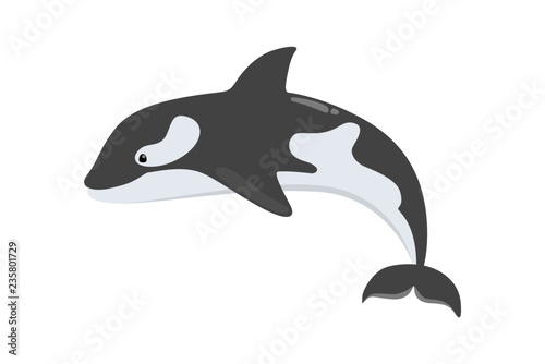 Whale killer of black and white color