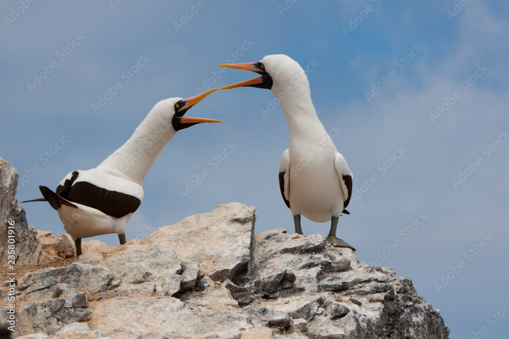 Obraz premium Black-Footed Booby Bird on Espanola Island, Galapagos Islands