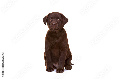 chocolate labrador puppy