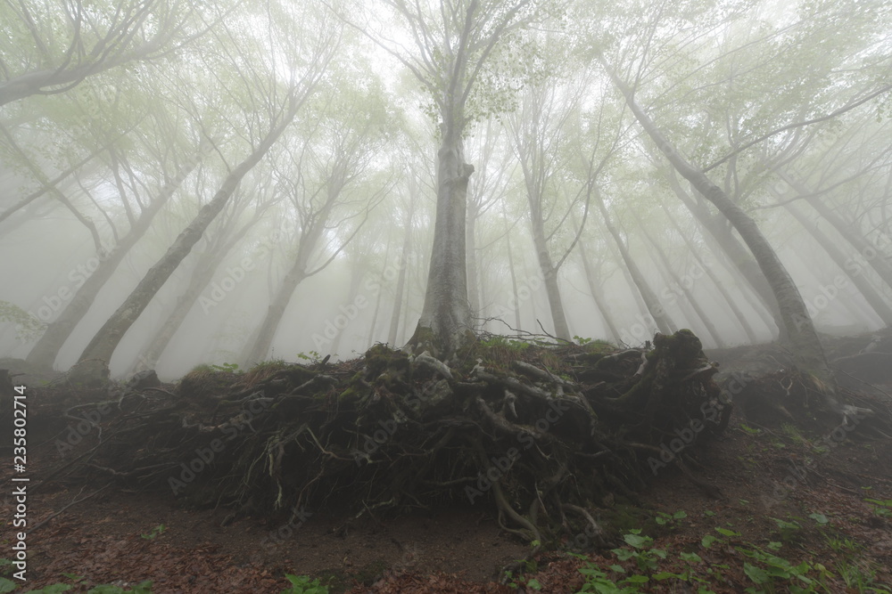 Obraz premium fog in the forest