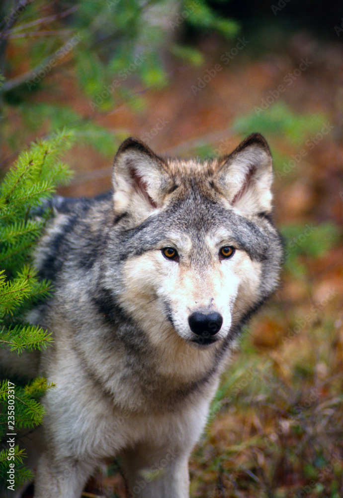 Close-up Face Shot of Gray Wolf (canis lupus) in Woods