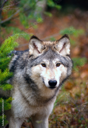 Close-up Face Shot of Gray Wolf  canis lupus  in Woods