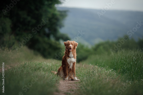 Photography dog sitting the field in the grass