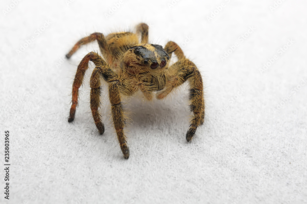 Hyllus semicurupus female