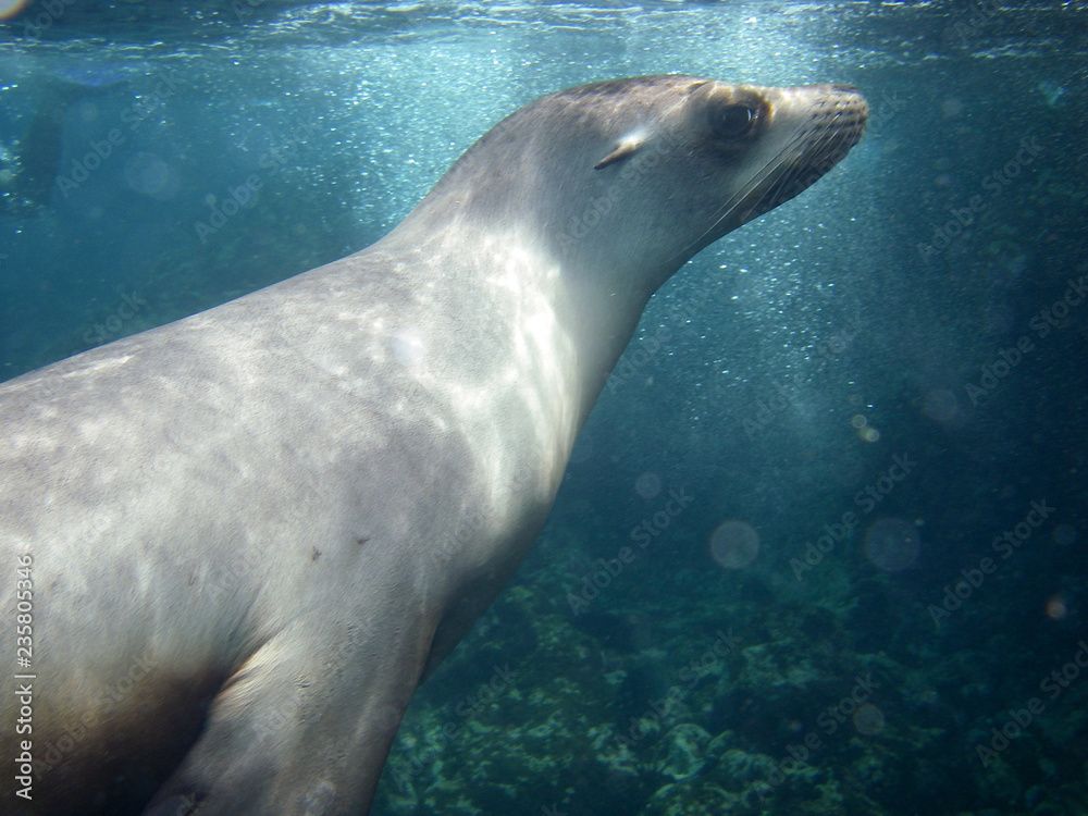 Playful seal swimming underwater on Floreana, Galapagos Islands