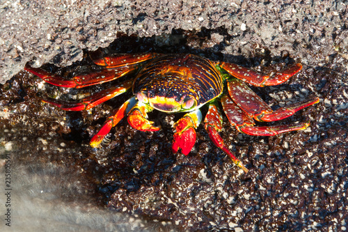 Orange Sally Lightfoot crab on the coastline of Floreana  Galapagos Islands