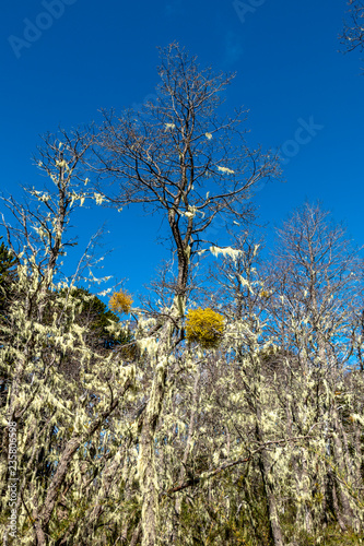 Nahuelbuta National Park, South of Chile. photo