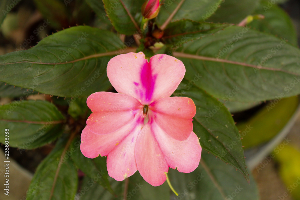 Fototapeta premium flores