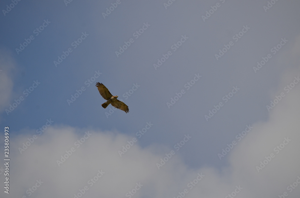 bird in flight bird in flight