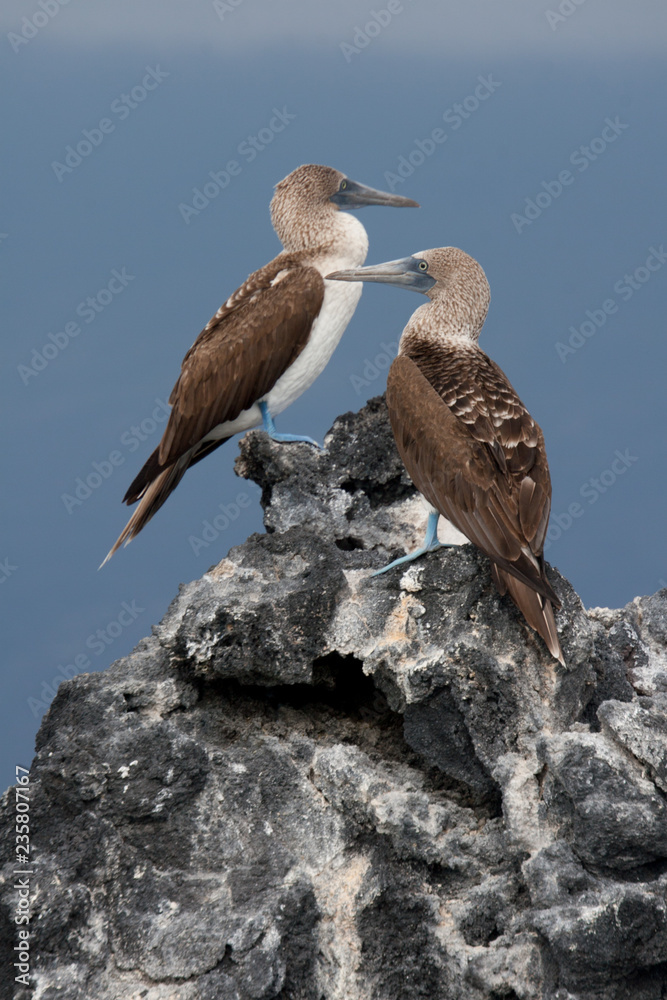 Blue-Footed Booby birds on the rocks of Fernandina Island, Galapagos Islands Blue-Footed Booby birds on the rocks of Fernandina Island, Galapagos Islands