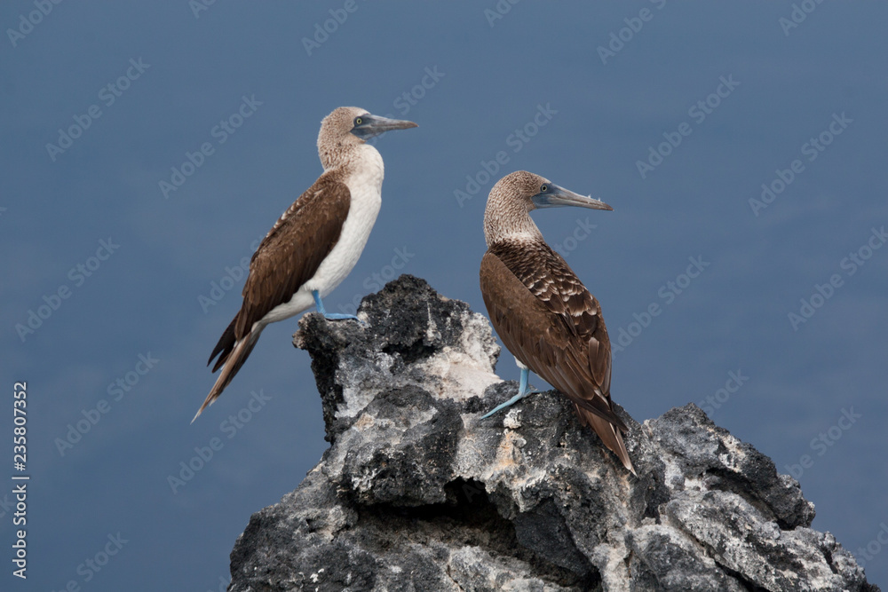 Blue-Footed Booby birds on the rocks of Fernandina Island, Galapagos Islands Blue-Footed Booby birds on the rocks of Fernandina Island, Galapagos Islands