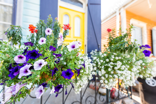 Closeup of colorful purple and blue calibrachoa petunia flowers basket hanging on fence by building house entrance, nobody on sidewalk in New Orleans, USA