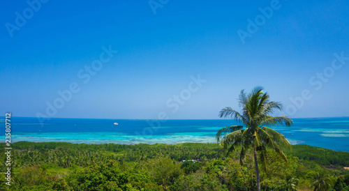 palm forest and jungle with blue sea as background in karimun jawa