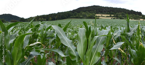 maisfeld unreif mit berg im hinergrund
