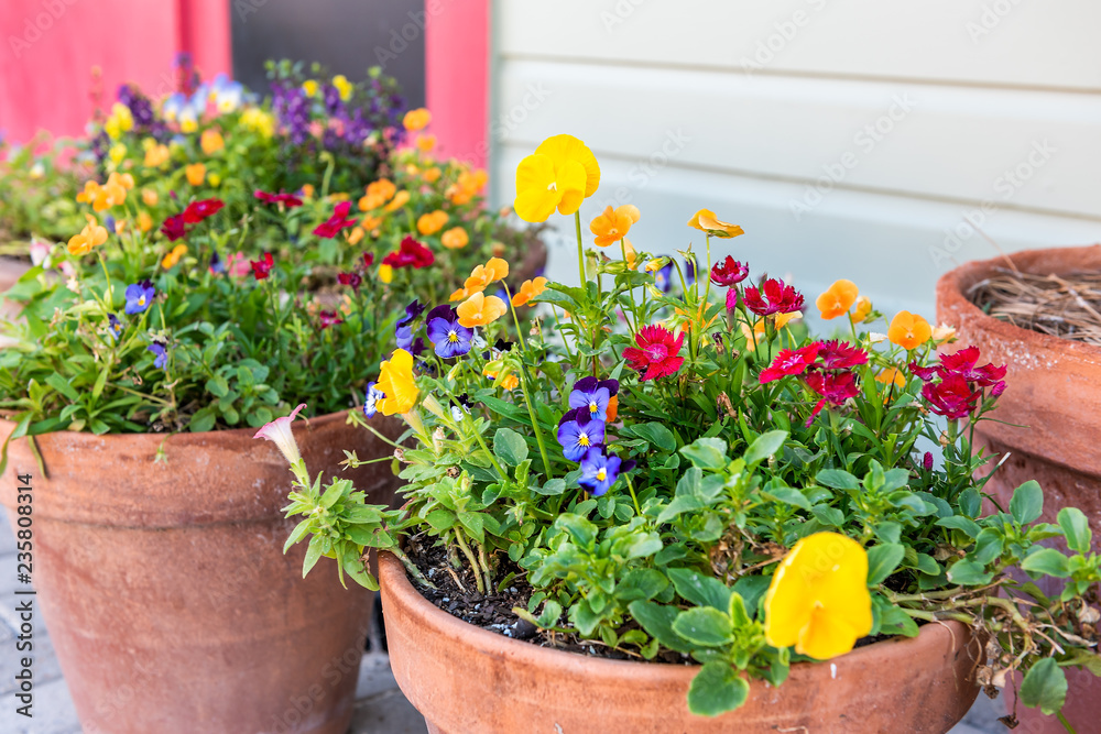 Many pansy yellow, orange and blue flowers in large flower pots flowerpots  decoration on street in town, clay bins Stock Photo | Adobe Stock