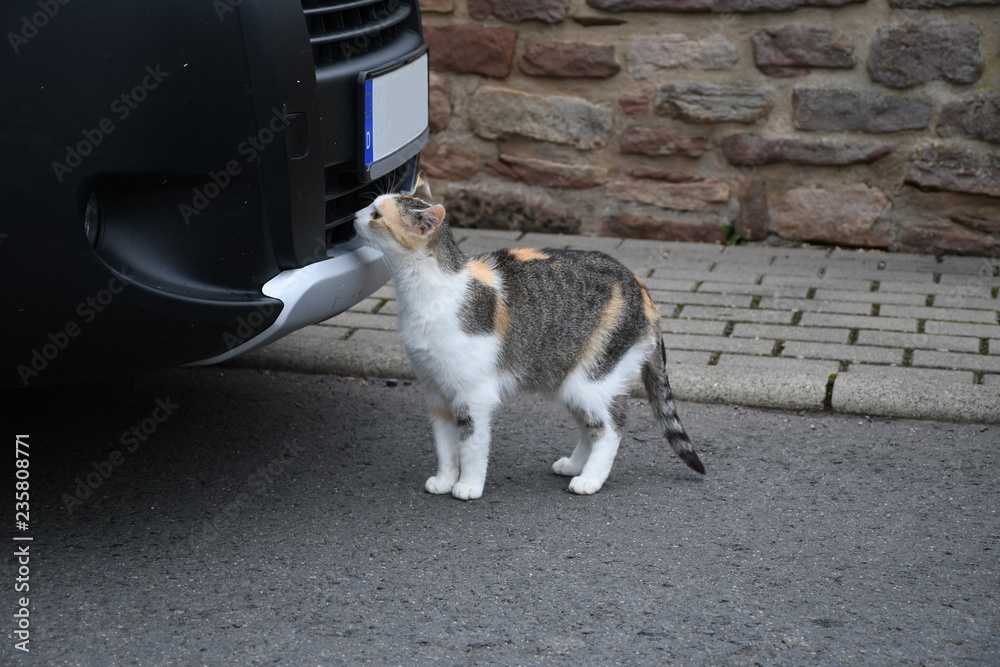 katze riecht skeptisch an auto katze riecht skeptisch an auto