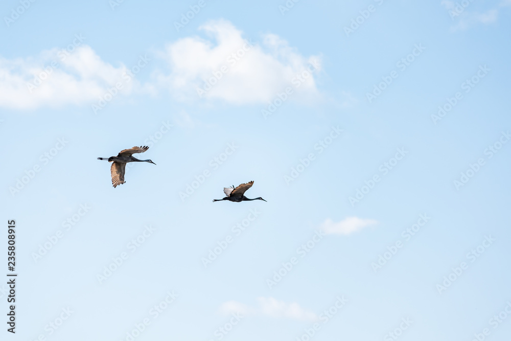 Obraz premium Two Sandhill crane birds flying isolated in sky above deep hole famous alligator lake pond in Myakka River State Park, Sarasota, Florida