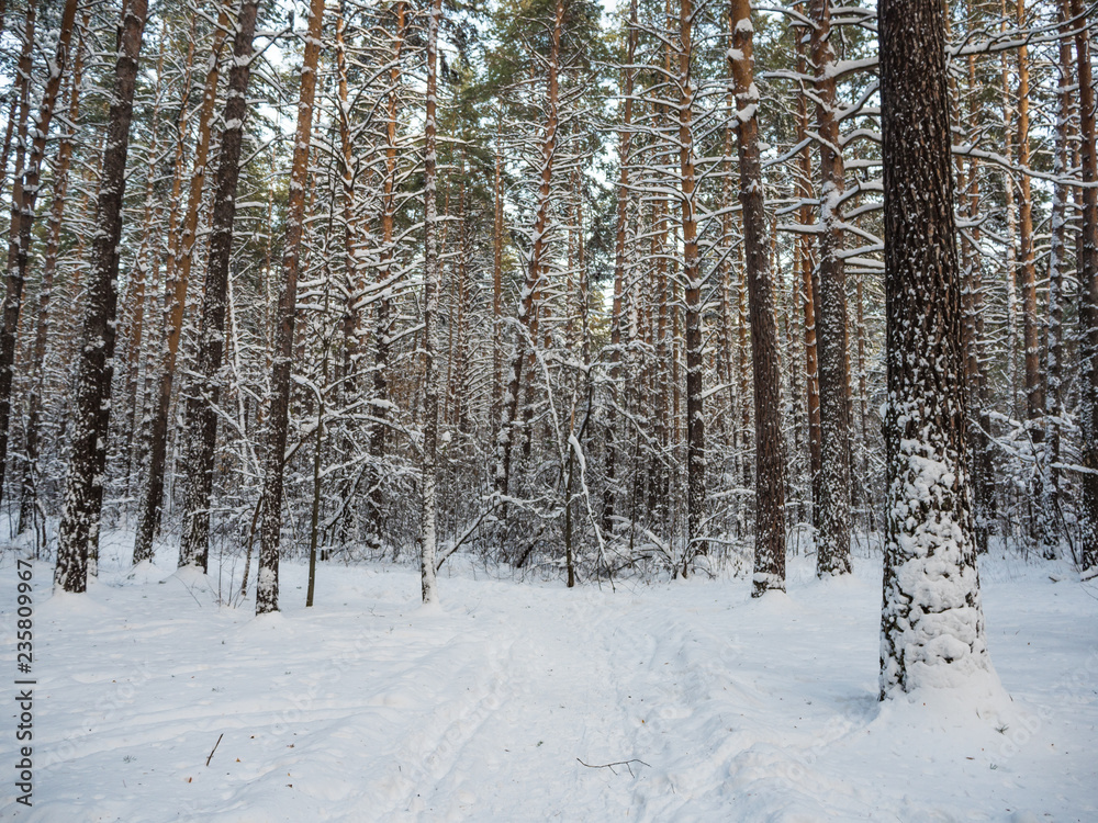 Winter forest after heavy snowfall, Novosibirsk, Russia