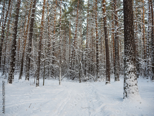 Winter forest after heavy snowfall, Novosibirsk, Russia