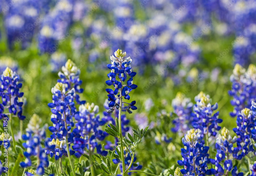 Obraz premium Texas Bluebonnet (Lupinus texensis) Closeup