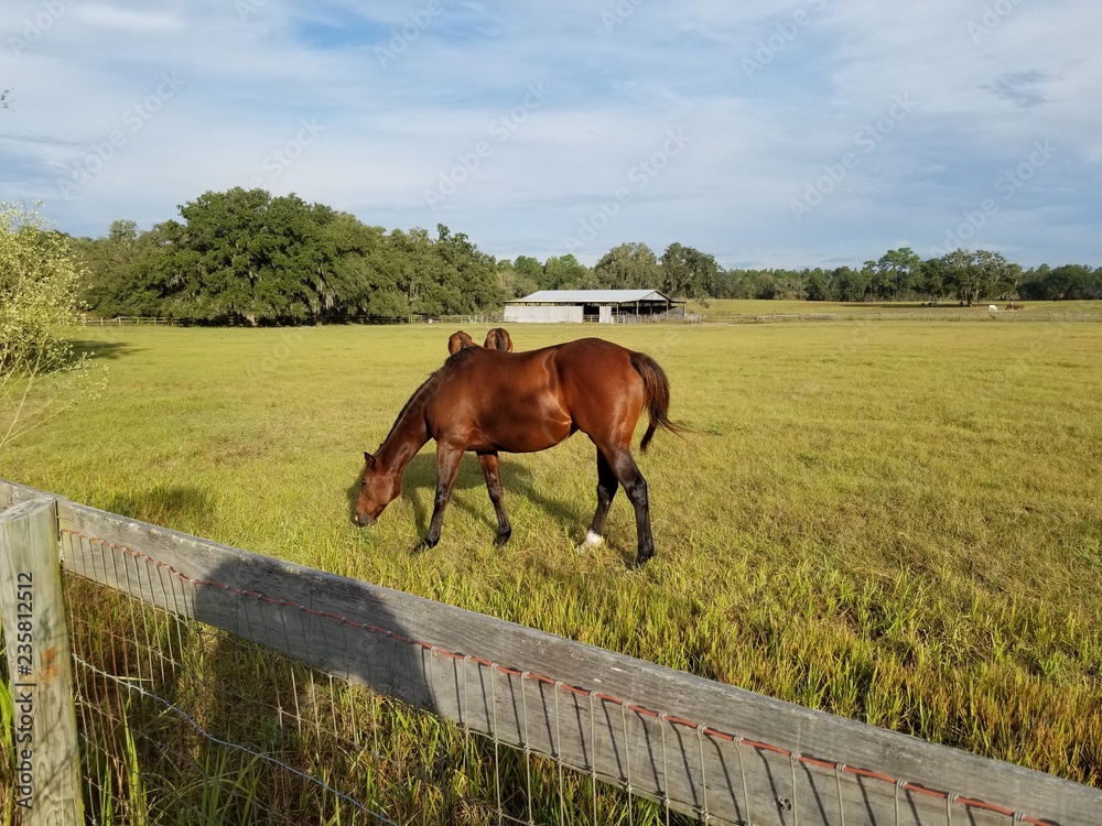 Naklejka premium horse grazing