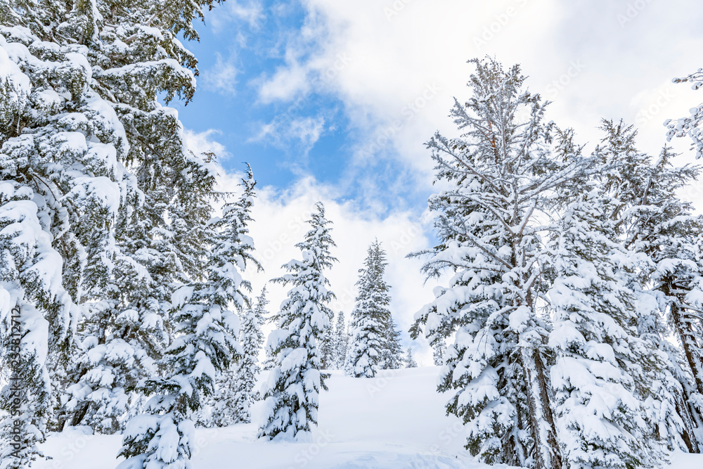 Pine trees covered in snow, winter landscape
