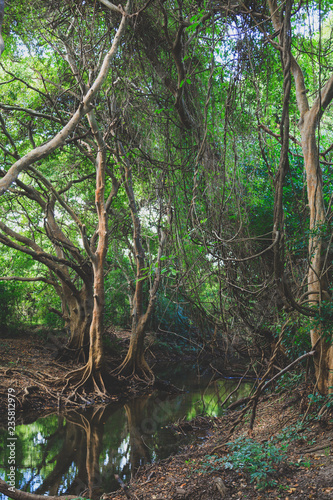 Mangrove forest in Sri Lanka