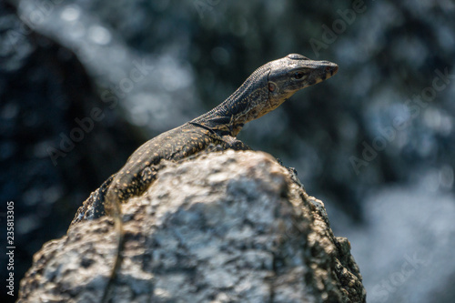 Little Cub of Monitor Lizard on the stone near a waterfall