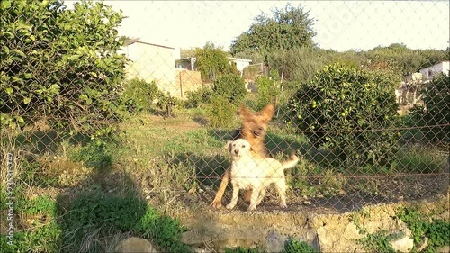 Three dogs behind wire fence in garden barking at photographer in Andalusian countryside, Spain
