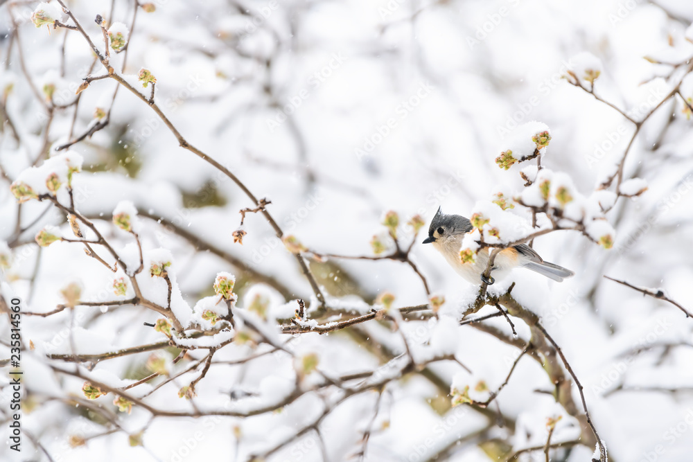 One tufted titmouse bird perched on sakura, cherry tree branch covered in snow with buds during heavy snowing, snowstorm, storm in Virginia