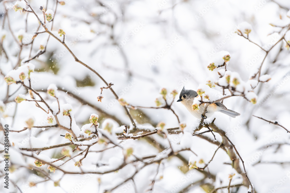One tufted titmouse bird perched on sakura, cherry tree branch covered in snow with buds during heavy snowing, snowstorm, storm in Virginia One tufted titmouse bird perched on sakura, cherry tree branch covered in snow with buds during heavy snowing, snowstorm, storm in Virginia