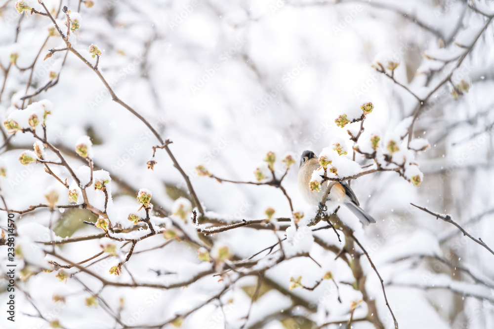 Low angle view on one tufted titmouse bird perched on sakura, cherry tree branch covered in snow with buds during heavy snowing, snowstorm, storm in Virginia