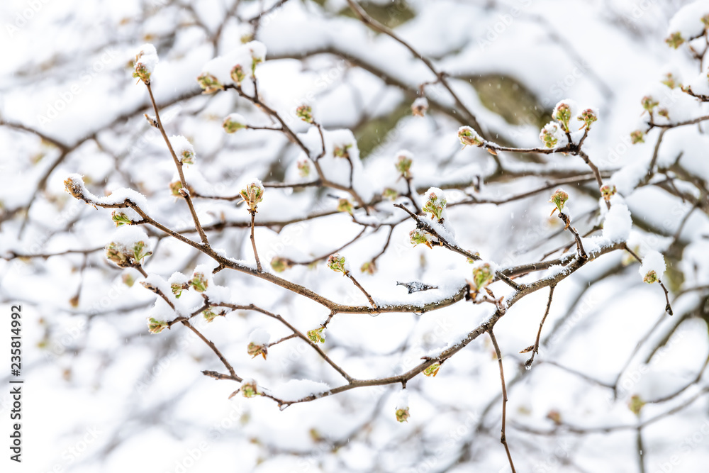 Closeup of sakura, cherry blossom tree buds on branches in spring, springtime covered in snow at snowstorm, storm, snowing, falling snowflakes against white background