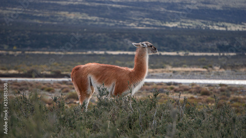 Wildlife and Nature at Parque Torres del Paine, Chile, Patagonia