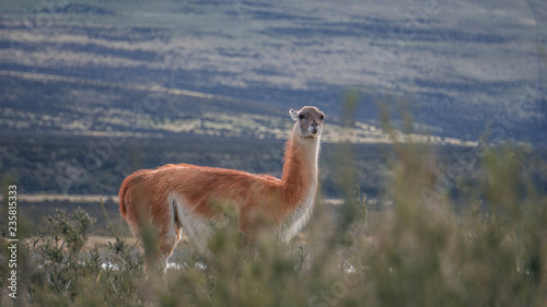 Wildlife and Nature at Parque Torres del Paine  Chile  Patagonia