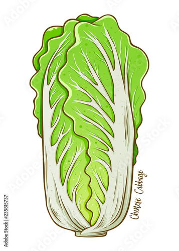 Chinese Cabbage Vegetable Hand Drawing