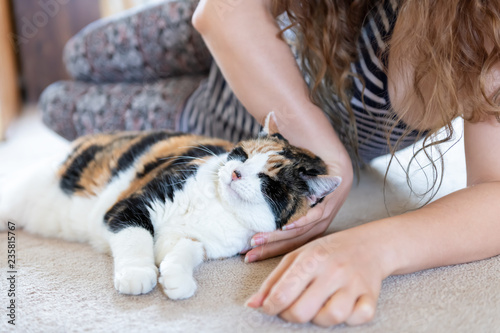 Closeup of calico cat lying on carpet floor together with female, woman, person owner petting, hand touching head, neck in home, house, apartment room, closed eyes
