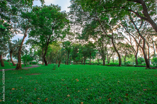 The background of green trees in the park, many tree-sized wallpaper and fresh air freshener.