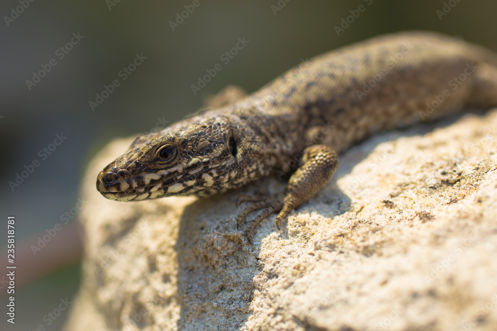 The sand lizard (Lacerta agilis) is a lacertid lizard. An old lizard resting on a rock on a Sunny day. The wise reptile, enjoy the passing life. The sand lizard (Lacerta agilis) is a lacertid lizard. An old lizard resting on a rock on a Sunny day. The wise reptile, enjoy the passing life.