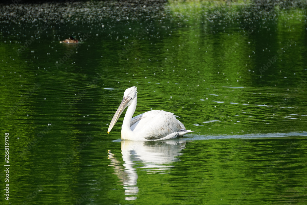 white Pelican floating on the green water surface white Pelican floating on the green water surface