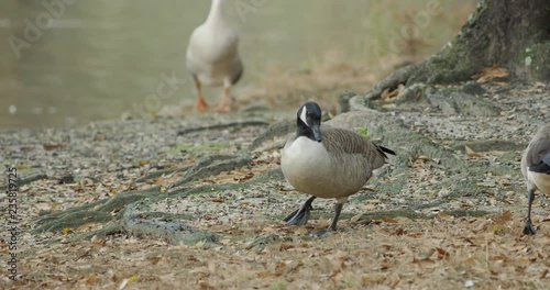 Geese and Ducks around a lake