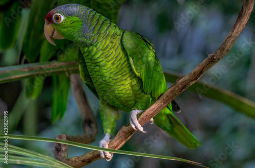 Bright Green, Blue, and Yellow Plumage on a Blue Crested Parrot Perched on a Vine