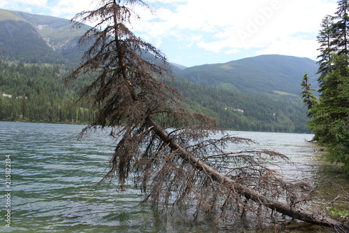 Lake tree